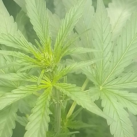 RED SKUNK  #1 growlog timeline photo