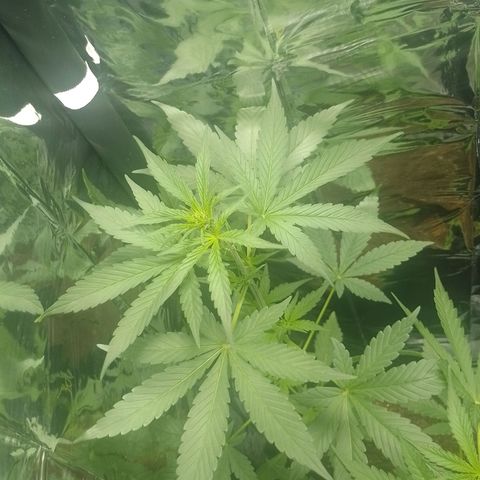 RED SKUNK  #1 growlog timeline photo