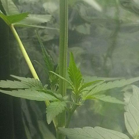 RED SKUNK  #1 growlog timeline photo