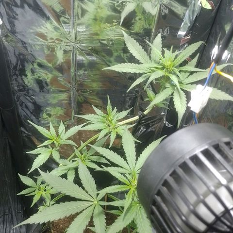 RED SKUNK  #1 growlog timeline photo