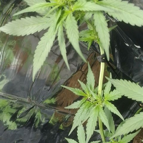 RED SKUNK  #1 growlog timeline photo