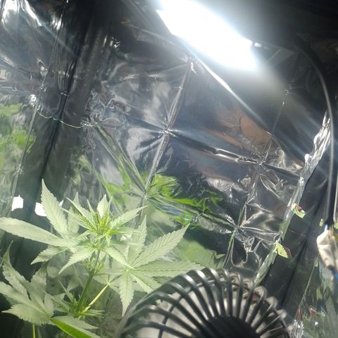 RED SKUNK  #1 growlog photo: Quase encostando ao topo da luz 