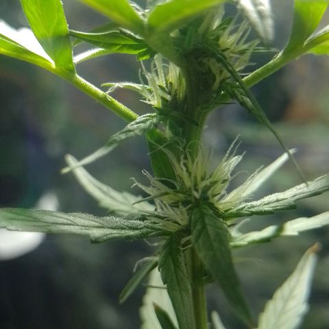 RED SKUNK  #1 growlog timeline photo