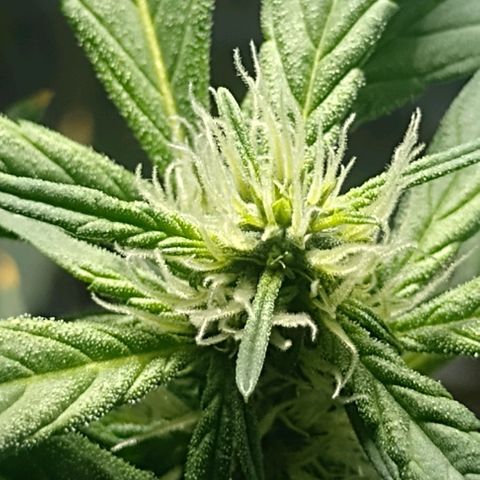 RED SKUNK  #1 growlog timeline photo