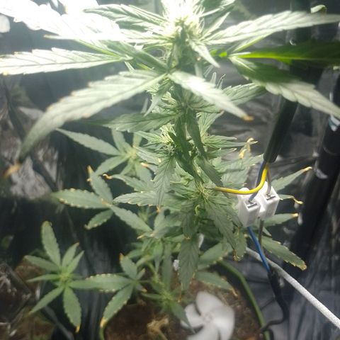 RED SKUNK  #1 growlog timeline photo