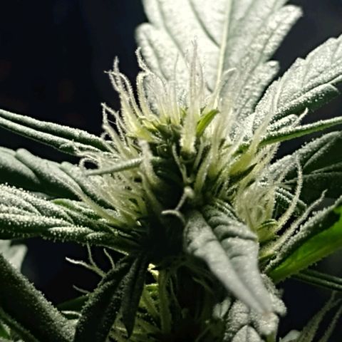 RED SKUNK  #1 growlog timeline photo