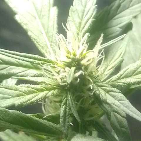 RED SKUNK  #1 growlog timeline photo