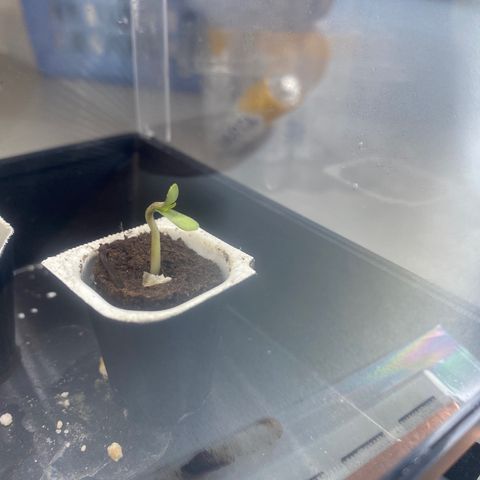 Wedding cake auto growlog timeline photo