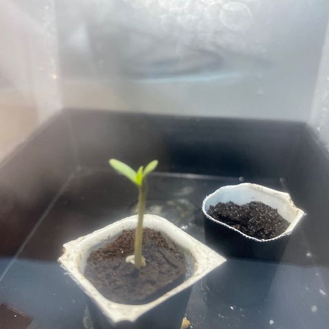 Wedding cake auto growlog timeline photo