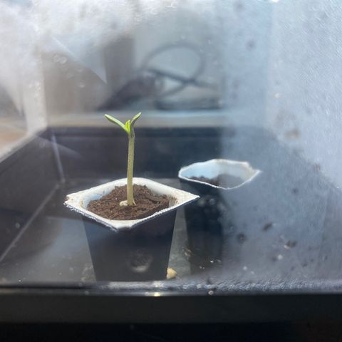 Wedding cake auto growlog timeline photo