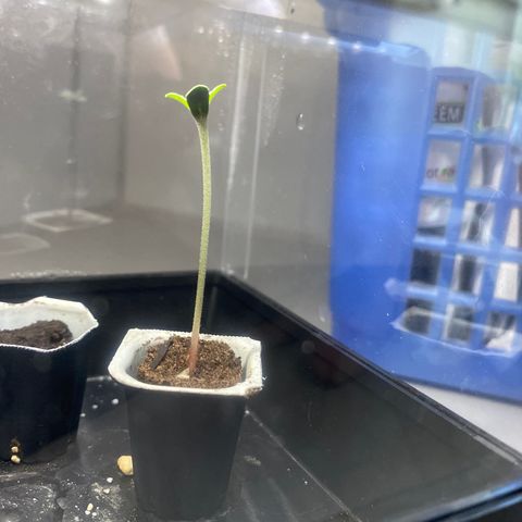 Wedding cake auto growlog timeline photo