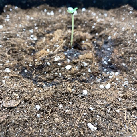 Wedding cake auto growlog timeline photo