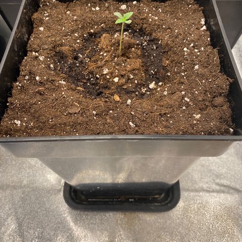 Wedding cake auto growlog timeline photo