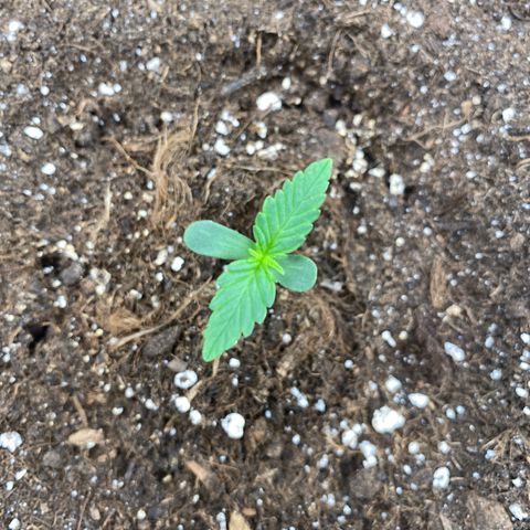 Wedding cake auto growlog timeline photo