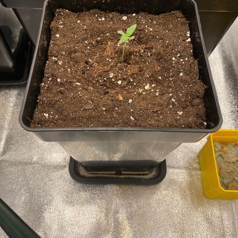 Wedding cake auto growlog timeline photo