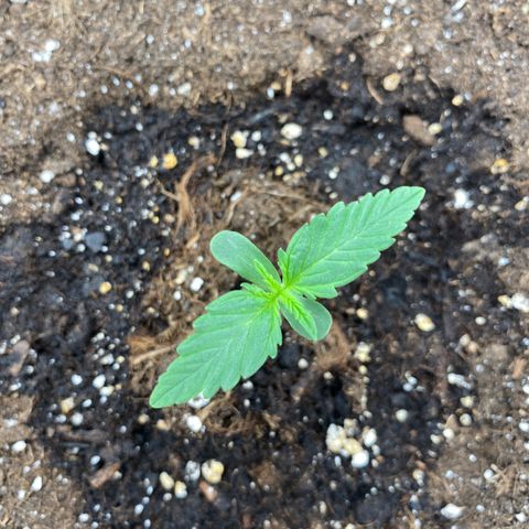 Wedding cake auto growlog timeline photo