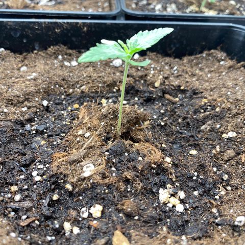 Wedding cake auto growlog timeline photo