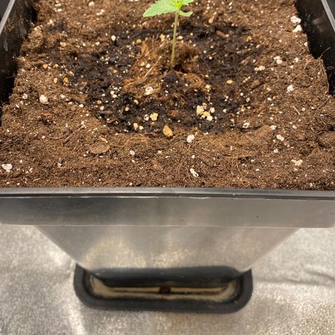 Wedding cake auto growlog timeline photo