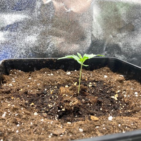Wedding cake auto growlog timeline photo