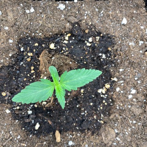 Wedding cake auto growlog timeline photo