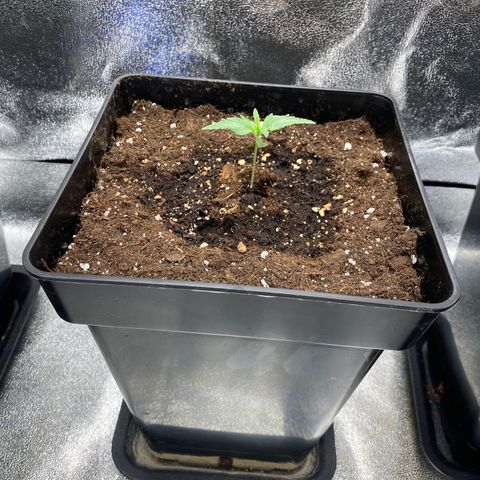 Wedding cake auto growlog timeline photo