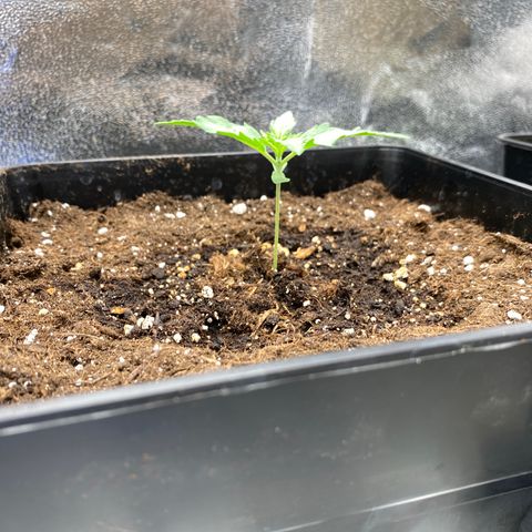 Wedding cake auto growlog timeline photo