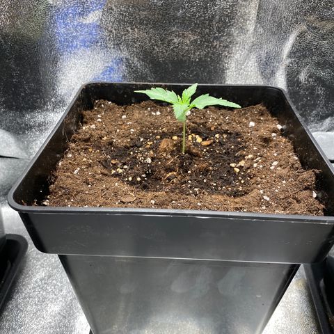 Wedding cake auto growlog timeline photo