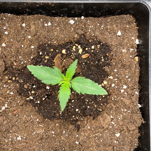 Wedding cake auto growlog timeline photo