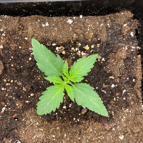Wedding cake auto growlog timeline photo