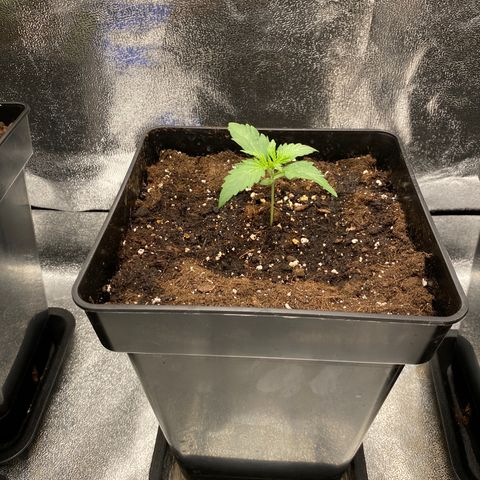 Wedding cake auto growlog timeline photo