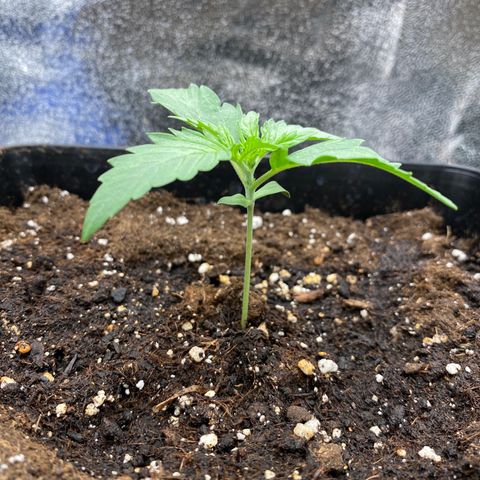 Wedding cake auto growlog timeline photo