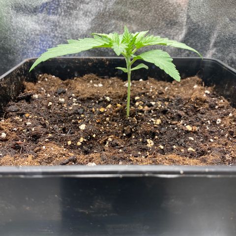 Wedding cake auto growlog timeline photo