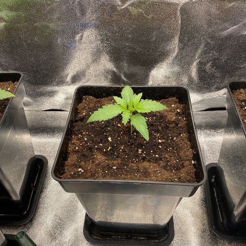 Wedding cake auto growlog timeline photo