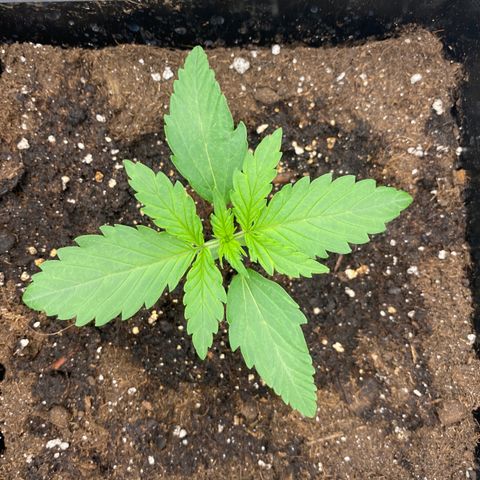 Wedding cake auto growlog timeline photo