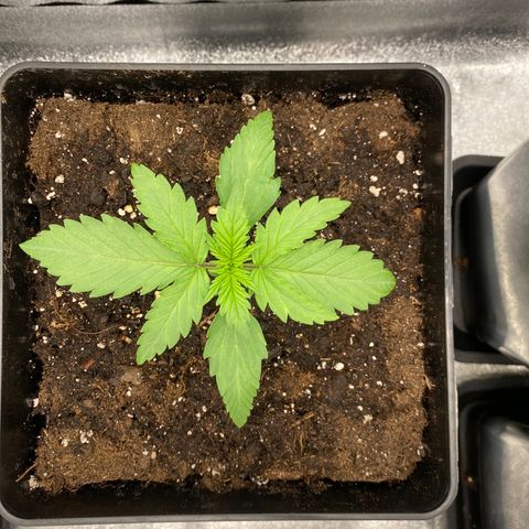 Wedding cake auto growlog timeline photo