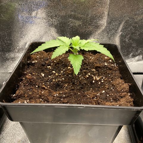 Wedding cake auto growlog timeline photo