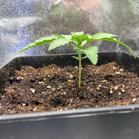 Wedding cake auto growlog timeline photo