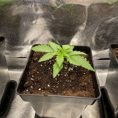 Wedding cake auto growlog timeline photo