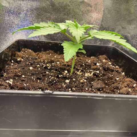 Wedding cake auto growlog timeline photo