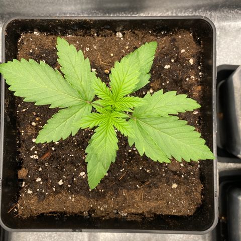 Wedding cake auto growlog timeline photo