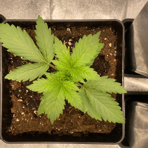 Wedding cake auto growlog timeline photo