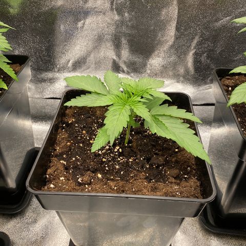 Wedding cake auto growlog timeline photo