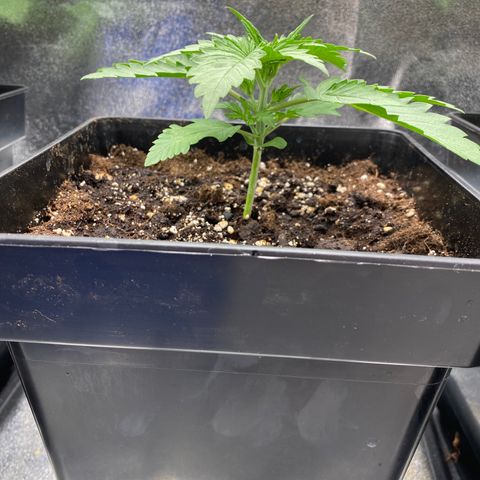 Wedding cake auto growlog timeline photo
