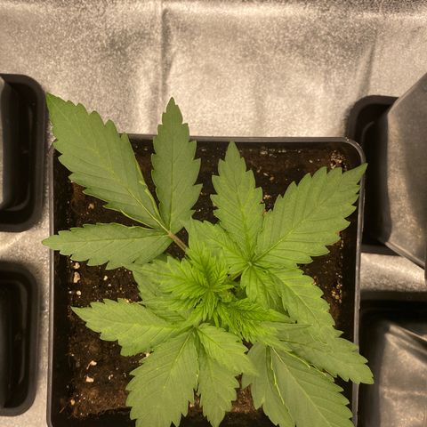 Wedding cake auto growlog timeline photo