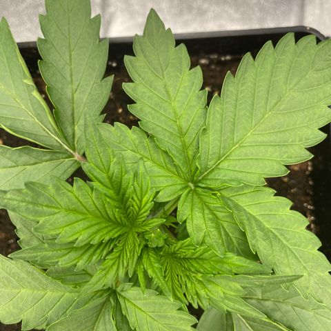 Wedding cake auto growlog timeline photo