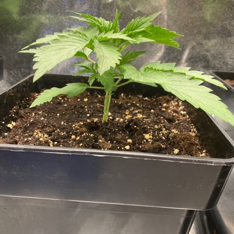 Wedding cake auto growlog timeline photo