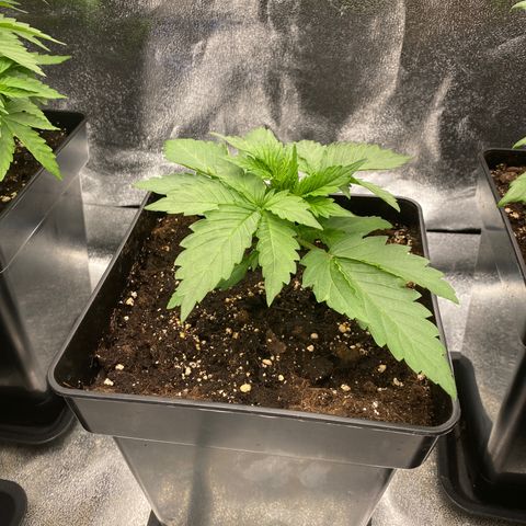 Wedding cake auto growlog timeline photo