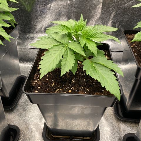 Wedding cake auto growlog timeline photo