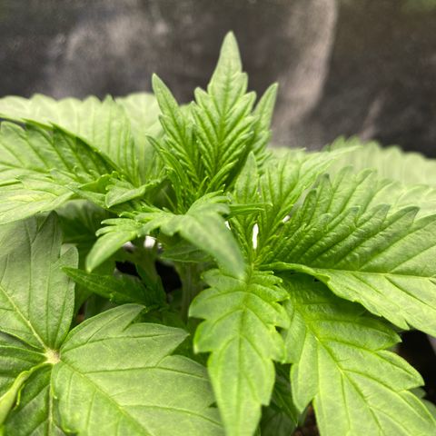 Wedding cake auto growlog timeline photo