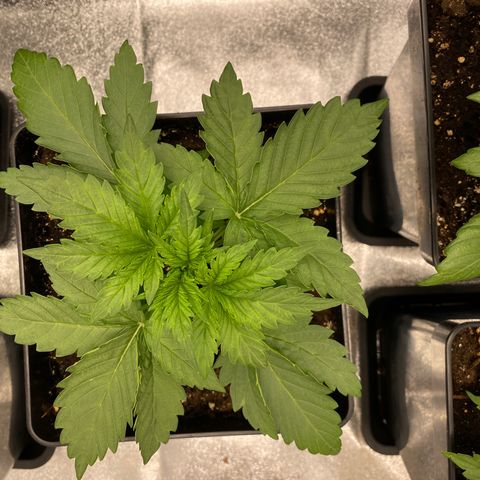 Wedding cake auto growlog timeline photo